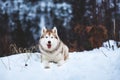 Portrait of adorable Siberian Husky dog lying is on the snow in winter forest at sunset on blue mountain background Royalty Free Stock Photo