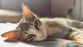 portrait of an adorable sleepy pet tabby cat Royalty Free Stock Photo