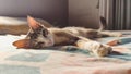 portrait of an adorable sleepy pet tabby cat Royalty Free Stock Photo