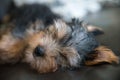 Portrait of an adorable sleepy yorkshire terrier puppy