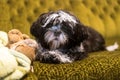 Portrait of adorable suzi dog resting on the sofa