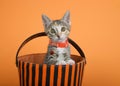 Tabby Calico Kitten Peeking out of Halloween Basket Royalty Free Stock Photo
