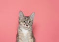 Portrait of an adorable tabby kitten on pink Royalty Free Stock Photo