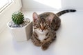 Portrait of adorable tabby kitten with yellow eyes in sunlight is sitting on a windowsill near to cactus in ceramic pot