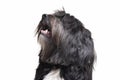 Portrait of an adorable Tibetan Terrier with long, eyes covering hair