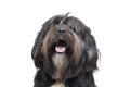 Portrait of an adorable Tibetan Terrier with long, eyes covering hair