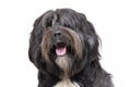 Portrait of an adorable Tibetan Terrier with long, eyes covering hair