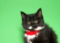 Portrait of an adorable tiny black and white tabby kitten wearing a bright red collar Royalty Free Stock Photo