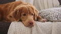 Adorable toller Retriever Dog lying on sofa At Home