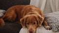 Adorable toller Retriever Dog lying on sofa At Home