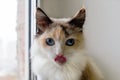 Portrait of adorable tortoiseshell fluffy cat with blue eyes and stuck out tongue