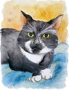 Pet portrait of tuxedo cat. Watercolor drawing Royalty Free Stock Photo