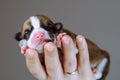 Portrait of adorable two-month-old puppy of dog pembroke welsh corgi sleeping resting on hand of unrecognizable woman.