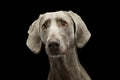 Portrait of an adorable Weimaraner