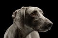 Portrait of an adorable Weimaraner