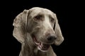 Portrait of an adorable Weimaraner