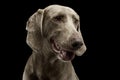 Portrait of an adorable Weimaraner