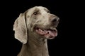 Portrait of an adorable Weimaraner