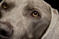 Portrait of an adorable Weimaraner Royalty Free Stock Photo