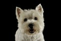 Portrait of an adorable West Highland White Terrier looking curiously at the camera Royalty Free Stock Photo