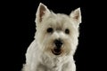 Portrait of an adorable West Highland White Terrier looking curiously at the camera Royalty Free Stock Photo