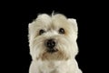 Portrait of an adorable West Highland White Terrier looking curiously at the camera Royalty Free Stock Photo