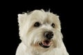 Portrait of an adorable West Highland White Terrier looking satisfied Royalty Free Stock Photo