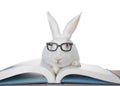 White bunny wearing glasses on story book