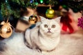 Portrait of an adorable white British cat in front of a Christmas tree Royalty Free Stock Photo