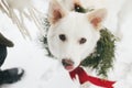 Portrait of adorable white dog with amazing look in stylish christmas wreath with red bow. Merry Christmas! Cute dog in Christmas Royalty Free Stock Photo