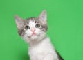 Portrait of and adorable white and gray tabby kitten Royalty Free Stock Photo