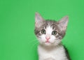 Portrait of and adorable white and gray tabby kitten Royalty Free Stock Photo