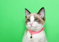 Portrait of a siamese kitten wearing pink collar Royalty Free Stock Photo