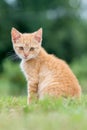 Portrait of adorable young striped cat, sitting on the grass.