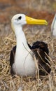 Portrait of an adult albatross. The Galapagos Islands. Birds. Ecuador. Royalty Free Stock Photo