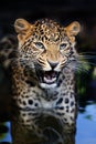Portrait of an adult angry leopard in water on a dark background Royalty Free Stock Photo