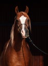 Portrait of adult arabian chestnut stallion Royalty Free Stock Photo