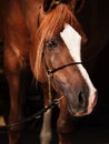 Portrait of adult arabian chestnut stallion. close up Royalty Free Stock Photo