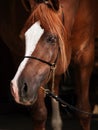 Portrait of adult arabian chestnut stallion. close up Royalty Free Stock Photo