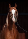 Portrait of adult arabian chestnut stallion Royalty Free Stock Photo