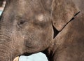 Portrait of an adult Asian elephant with white tusks Royalty Free Stock Photo