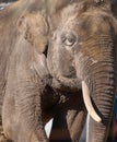 Portrait of an adult Asian elephant with white tusks Royalty Free Stock Photo