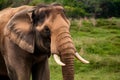 Portrait of an adult Asian elephant with white tusks Royalty Free Stock Photo