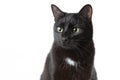 Portrait of an adult black cat on a white background. The cat quietly sits and looks aside Royalty Free Stock Photo