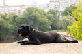 portrait of an adult black dog Giant Schnauzer in the park in the sun in summer in Ukraine, Giant Schnauzer black Royalty Free Stock Photo