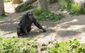 Portrait of an adult black monkey. Royalty Free Stock Photo