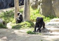 Portrait of an adult black monkey. Royalty Free Stock Photo