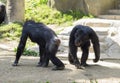 Portrait of an adult black monkey. Royalty Free Stock Photo