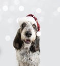 Portrait adult Blue Gascony Griffon dog celebrating christmas with a red santa claus hat. Isolated on white background