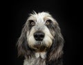 Portrait adult Blue Gascony Griffon dog with serious expression face. Isolated on black dark background